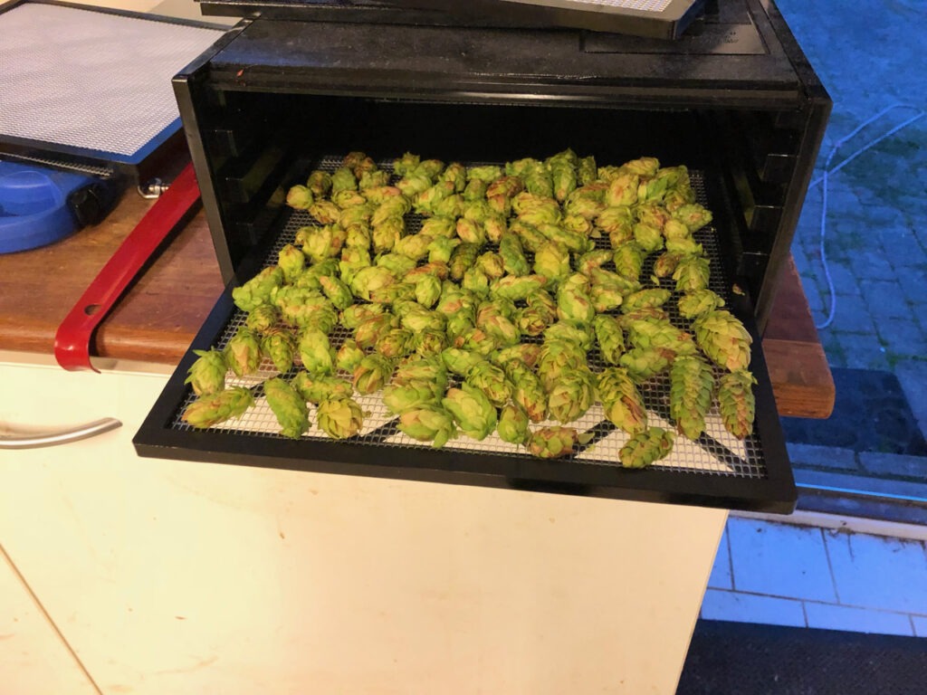 Friskplukkede humlekopper på en bakke i en dehydrator