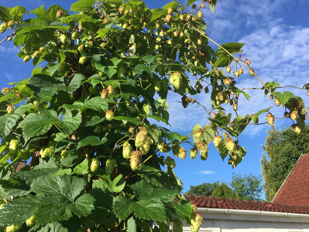 Humleplante med humlekopper mod blå himmel